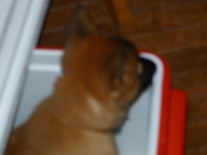 Sundog gets into everything, in this case a small cooler.